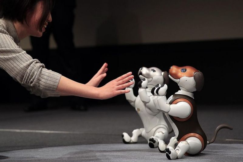 Chó robot được xem như người thân trong gia đình Chó robot được xem như người thân trong gia đình